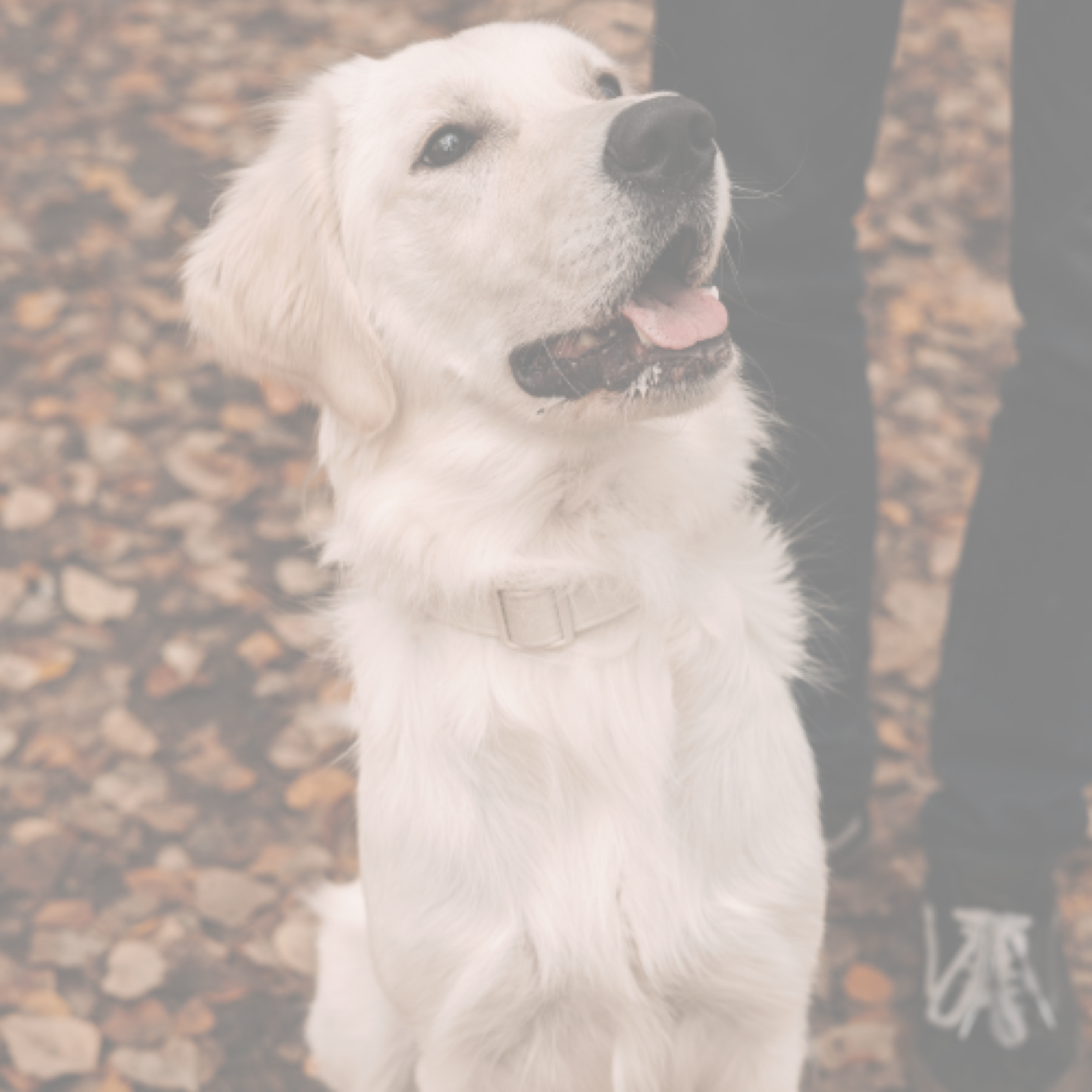 Pets & Registered Animals Coverage photo